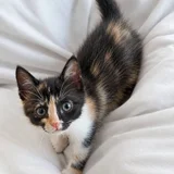 Котенок Соня в добрые руки (photo 1)