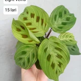 Marantha Kerchoveana (photo 2)