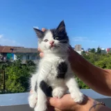 Котята в добрые руки (photo 5)