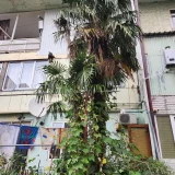 Пальмы (photo 2)