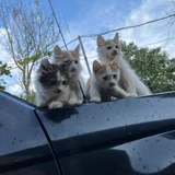 Котята в добрые руки (photo 5)