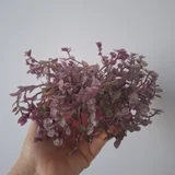 Каллизия розовая пантера (photo 1)