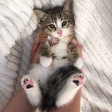 Котята в добрые руки (photo 1)