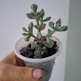 Оттона (photo 1)