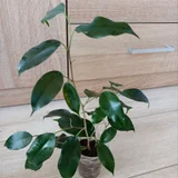 Фикус молодой (photo 2)
