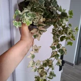 Плющ (photo 1)