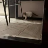 Котенок Неваляшка, девочка 1.5 месяца (photo 5)