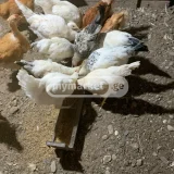 Курица (photo 2)