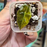 Детка Alocasia Pseudo-Sanderiana Aurea Variegata (photo 1)