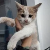 Котята Лари и Тетри (photo 2)