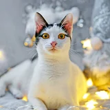 Кошечка Мерилин в добрые руки (photo 1)