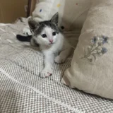 Котенок Янья (photo 1)