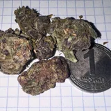 Грибы опёнок (photo 1)