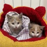 Котята Лари и Тетри (photo 3)