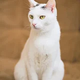 Кошка Тильда, 1 год (photo 2)