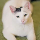 Кот Марлон (photo 1)