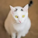 Кошка Тильда (1 год) (photo 2)