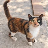Кошка Вуса в дар (photo 3)