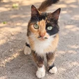 Кошка Вуса в дар (photo 1)