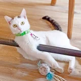 Кошка Тильда, 1 год (photo 4)