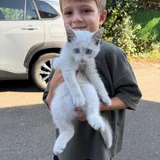 Котенок в добрые руки (photo 2)
