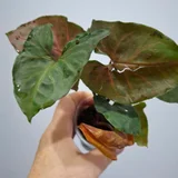 Руэлья (photo 1)