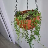 Руэллия в горшке (photo 1)