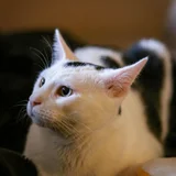 Котёнок Акоша (photo 2)