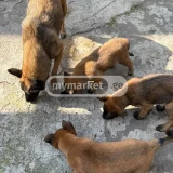 Собака (photo 4)