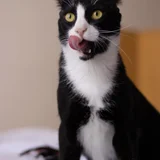 Egyptian cat (photo 4)
