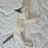 Котёнок в добрые руки (photo 1)