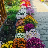 Разноцветные хризантемы (photo 5)