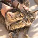 Котята в добрые руки (photo 1)