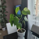Домашние цветы (photo 7)