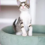 Котёнок Анфиска (photo 3)