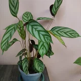 Комикс (photo 5)