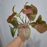 Руэлья (photo 3)