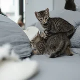 Две кошечки (Дженни и Лиса) (photo 7)