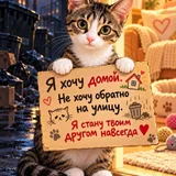 Кошечка в добрые руки (photo 5)