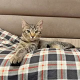 Котята в добрые руки (photo 6)