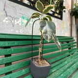 Фикус (photo 1)