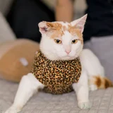 Котик в добрые руки (photo 3)