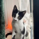Кот Шуфутинский младший в добрые руки (photo 2)