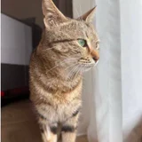 Кошечка Лилу в добрые руки (photo 2)