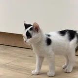Котенок Патч в добрые руки (photo 2)