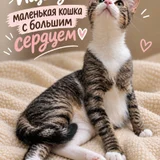 Кошечка в добрые руки (photo 1)