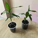 Драцена Счастливый бамбук (photo 2)