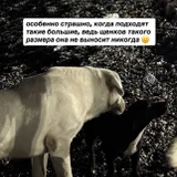 Собака в поисках дома (photo 2)