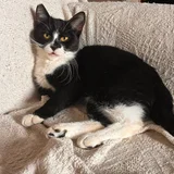 Котята Шоко и Паша в добрые руки (photo 4)