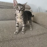 Котёнок Тайгер (photo 1)